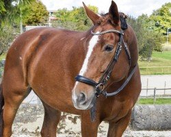 Springpferd Nelson V CH (+) (Schweizer Warmblut, 2014, von Ogano Sitte)