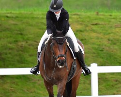 Dressurpferd Flashdance Rr CH (Schweizer Warmblut, 2011, von Flatrate)