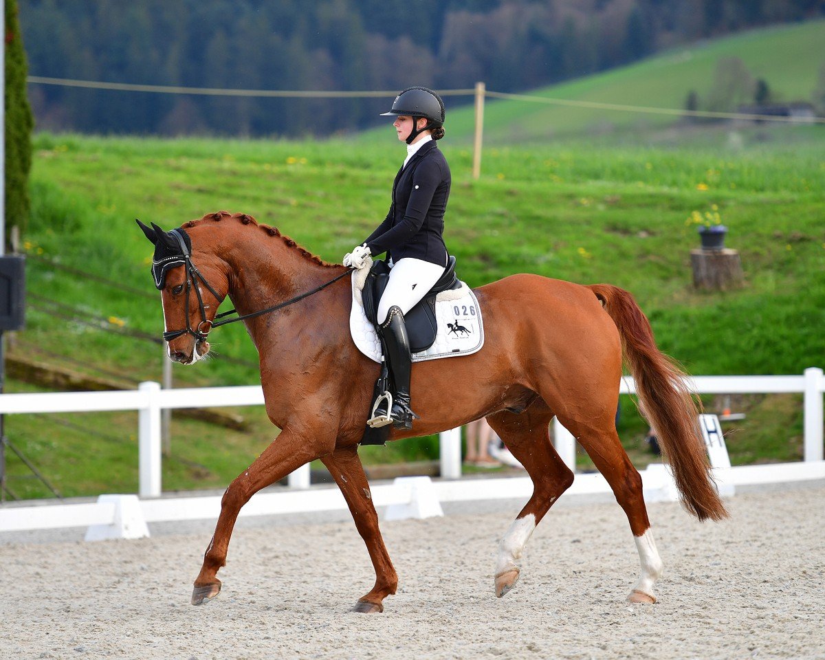 dressage horse Flashdancer 9 (Oldenburg, 2016, from For Romance I)