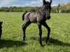 dressage horse Contenance Mademoiselle W (Westphalian, 2022, from Cadeau Noir)