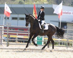 dressage horse Dom Perignon M (Austrian Warmblood, 2016, from Desperado)