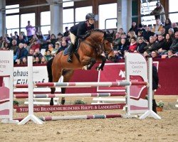 stallion Alpha Centauri (German Sport Horse, 2020, from Askari)