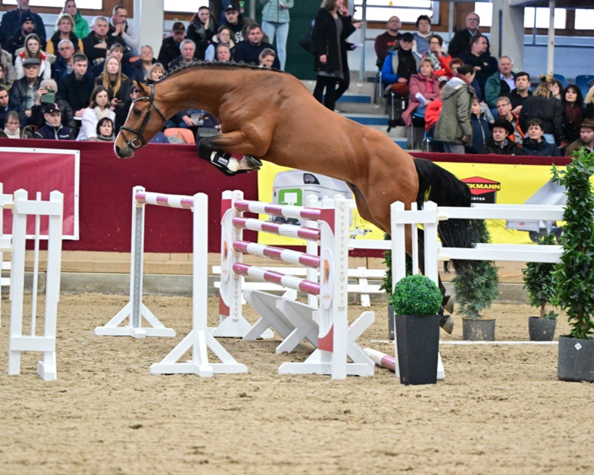 stallion Amethyst HS (German Sport Horse, 2021, from Amadeo van 't Vossenhof Z)