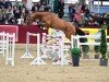 jumper Amethyst HS (German Sport Horse, 2021, from Amadeo van 't Vossenhof Z)