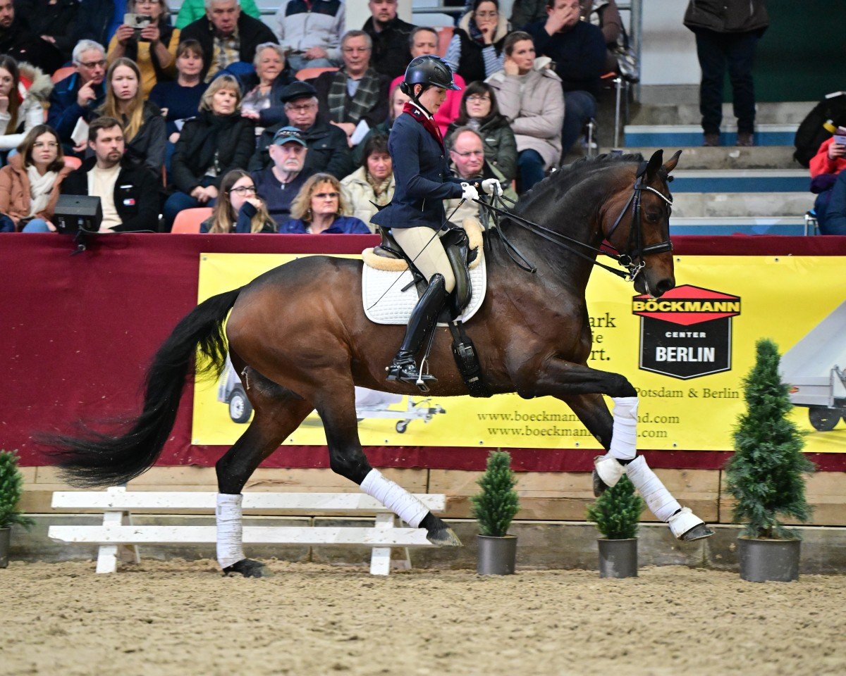 stallion Belantis II (German Sport Horse, 2017, from Benetton Dream FRH 1301)