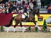 stallion Belantis II (German Sport Horse, 2017, from Benetton Dream FRH 1301)