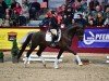 stallion Blomquist (German Sport Horse, 2020, from Ben Benicio)