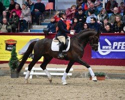 Deckhengst Blomquist (Deutsches Sportpferd, 2020, von Ben Benicio)