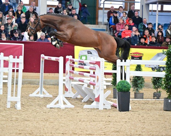 Springpferd Carassino (Holsteiner, 2021, von Charaktervoll Hv)