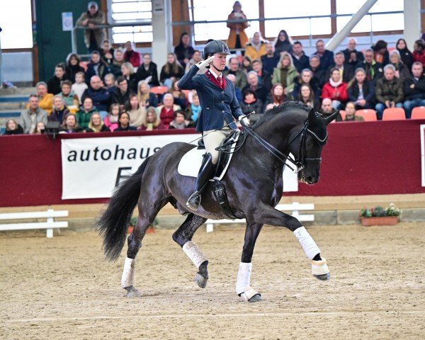 stallion Damontez (German Sport Horse, 2014, from Damon Hill)