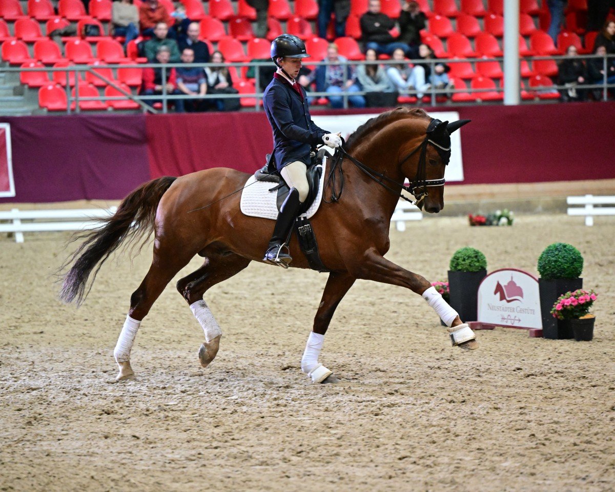 Deckhengst Don Royal (Deutsches Sportpferd, 2014, von Don Juan de Hus)