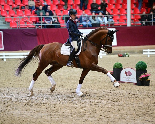 stallion Don Royal (German Sport Horse, 2014, from Don Juan de Hus)