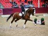 stallion Don Royal (German Sport Horse, 2014, from Don Juan de Hus)