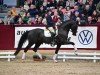 stallion Element of Crime (German Sport Horse, 2019, from Escamillo)