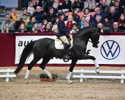 stallion Element of Crime (German Sport Horse, 2019, from Escamillo)