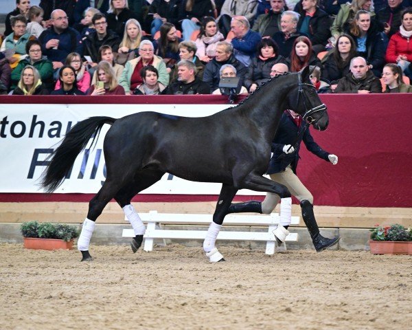 dressage horse Great Gatsby (German Sport Horse, 2021, from Global Player OLD)