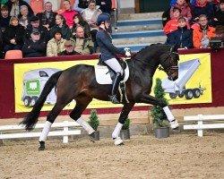 stallion Revival 14 (German Sport Horse, 2019, from Rubin Royal OLD)