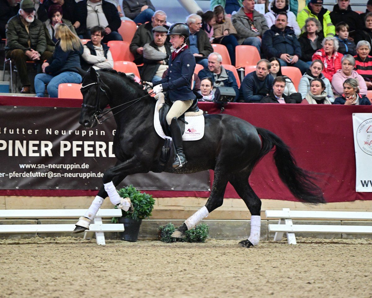 stallion Vivanero (Hanoverian, 2018, from Vivaldi)
