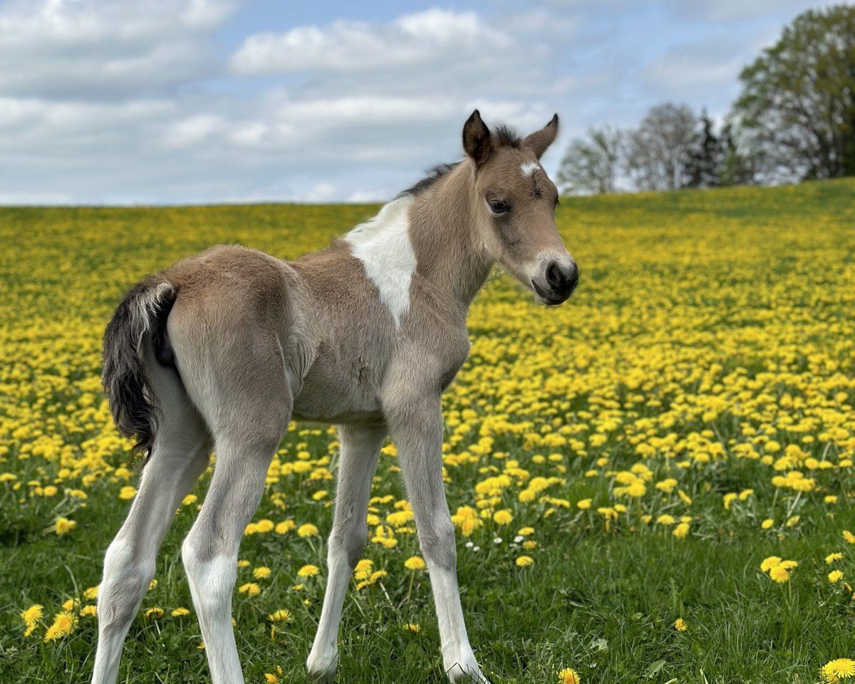 Dressurpferd Oberhambergs Belladonna (Deutsches Reitpony, 2024, von FS Pontiac)
