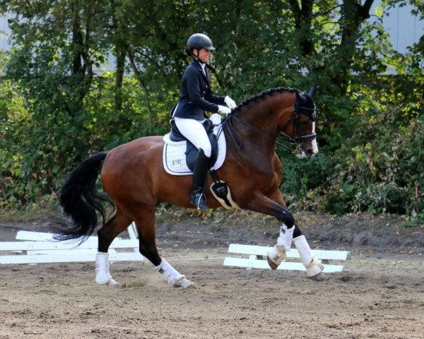 dressage horse Florenciamo (Westphalian, 2009, from Florencio I)