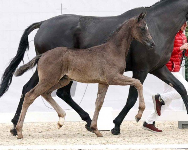 dressage horse Glamour Star (Westphalian, 2023, from Glamourdale)