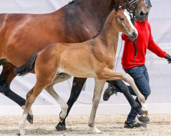 dressage horse Stute von Element of Crime / Imperius (Westphalian, 2023, from Element of Crime)