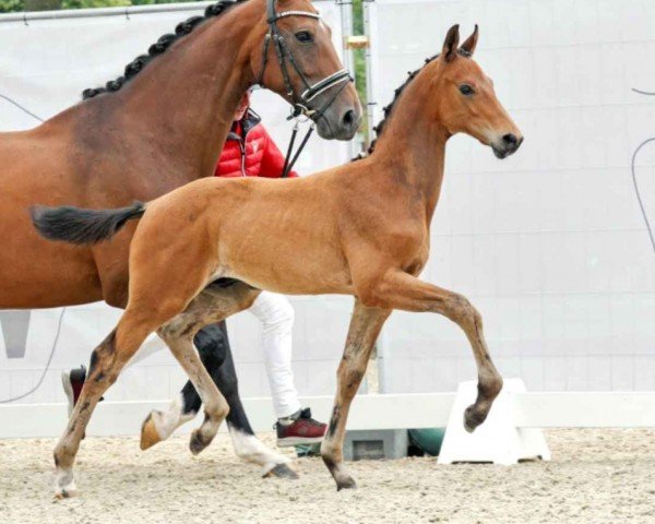 dressage horse My Dream (Westphalian, 2023, from Morricone)