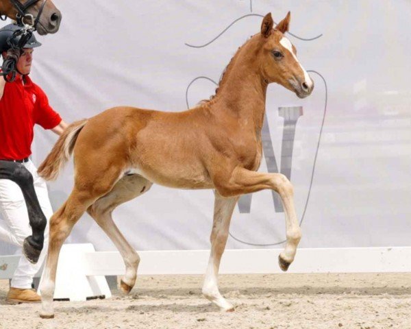 dressage horse Sir Simon (Westphalian, 2023, from Secret)