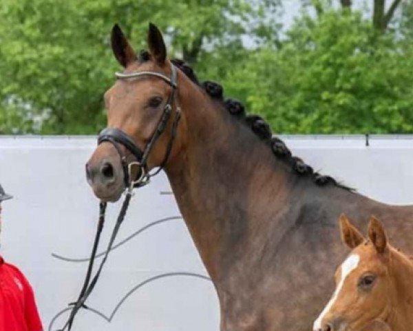 broodmare Ella (Westphalian, 2019, from Escamillo)