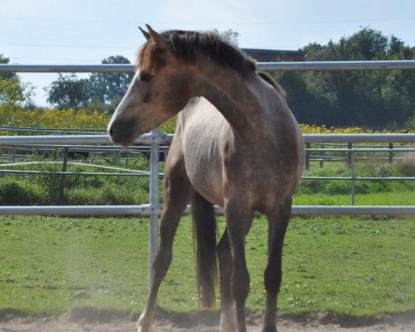 jumper Million Dollars (German Riding Pony, 2021, from Million Reasons)