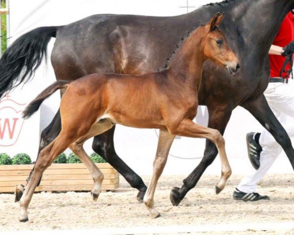 dressage horse Stute von Kjento / Lord Loxley (Westphalian, 2023, from Kjento)