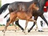 dressage horse Stute von Kjento / Lord Loxley (Westphalian, 2023, from Kjento)