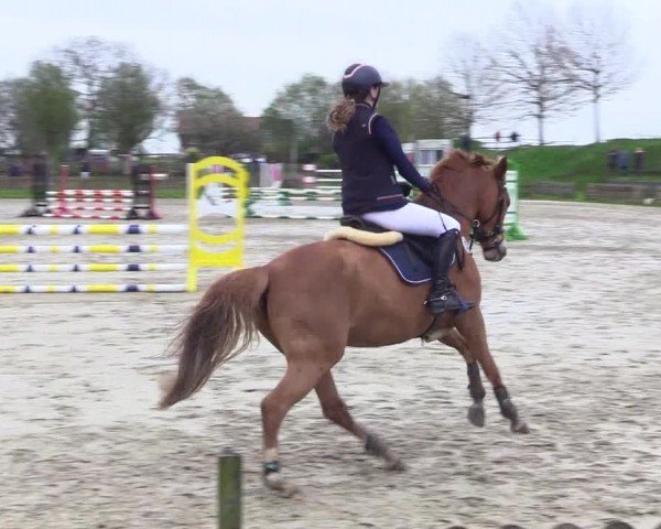 Reitturnier Breiholz "Am Moltkestein" 2024