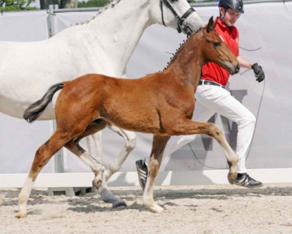 dressage horse Venga Boy (Westphalian, 2023, from Viva Vitalis 2)
