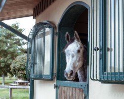 Springpferd Citius Maximus (Oldenburger Springpferd, 2018, von Campione)