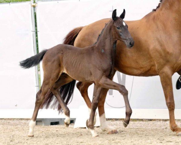 dressage horse Visionär (Westphalian, 2023, from Vision)