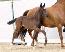 dressage horse Visionär (Westphalian, 2023, from Vision)