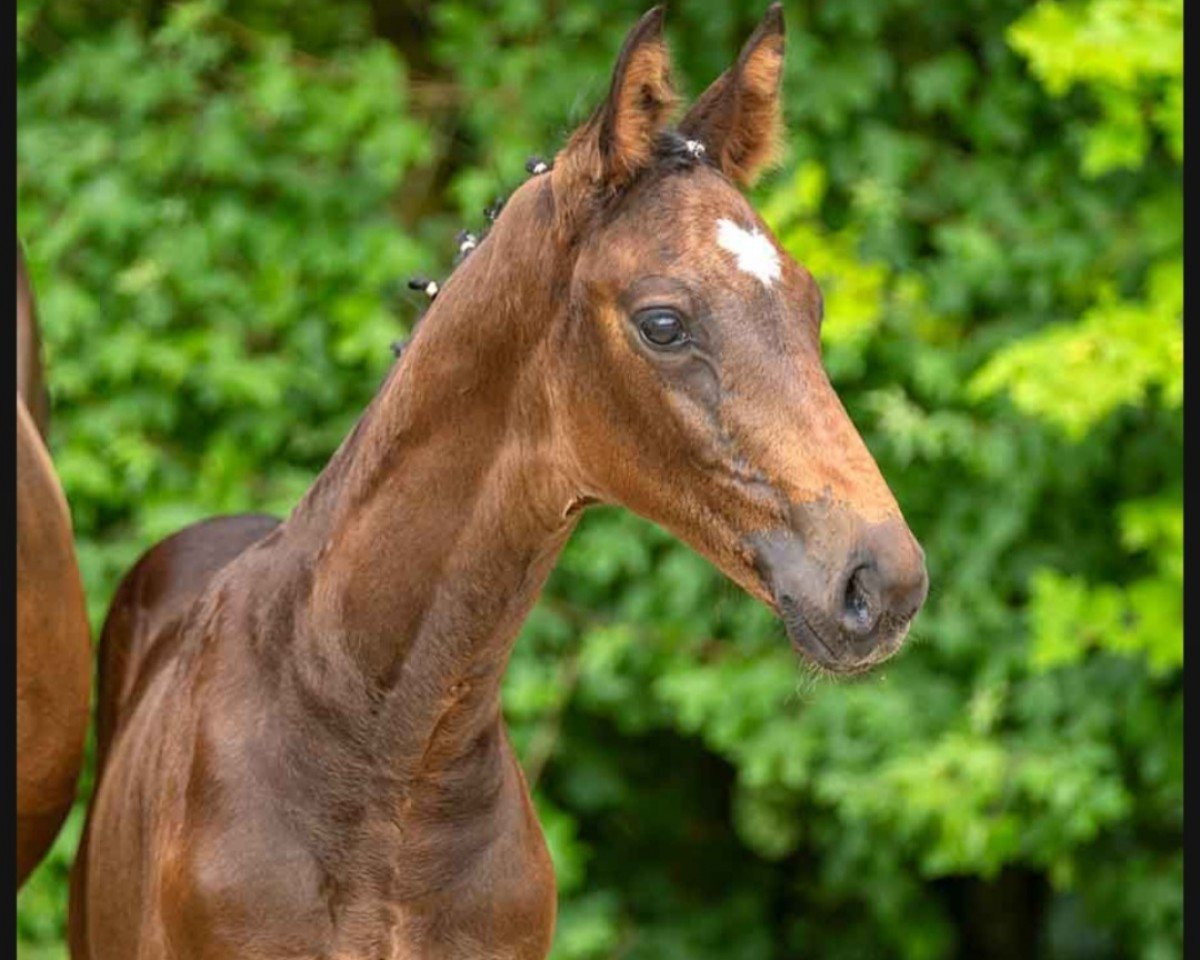 dressage horse Save the King (Westphalian, 2023, from Secret)