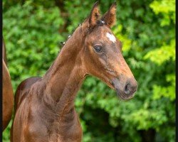 dressage horse Save the King (Westphalian, 2023, from Secret)