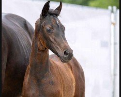 dressage horse Freedom Angel (Westphalian, 2023, from Flashdancer)