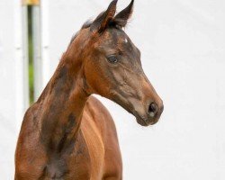 dressage horse Feuerzangenbowle (Westphalian, 2023, from For Romance I)