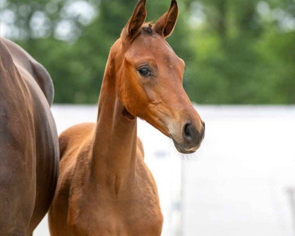 dressage horse Funkenperle (Westphalian, 2023, from Franklin)