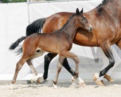 dressage horse Disco Boy (Westphalian, 2023, from Diamantenglanz)