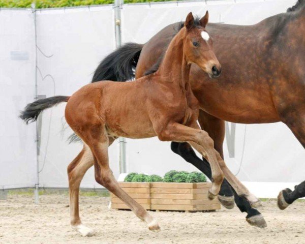 dressage horse Ein kleiner Earl (Westphalian, 2023, from Escaneno)