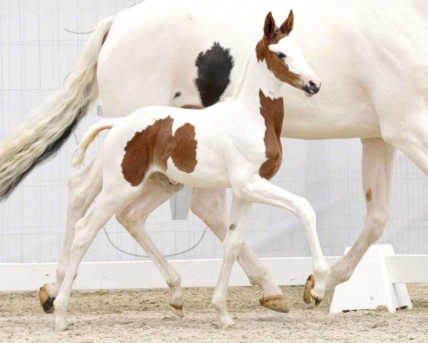 dressage horse Top Extra Bunt (Westphalian, 2023, from Escaneno)