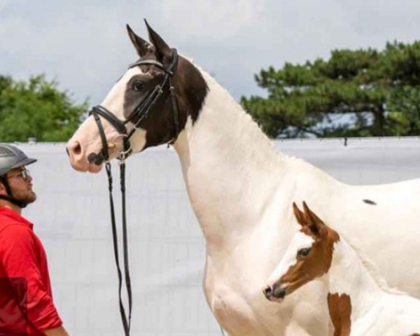 Zuchtstute Top Zaubermaus (Deutsches Reitpferd, 2019, von Zoom)