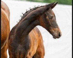 dressage horse Foxi (Westphalian, 2023, from Franziskus FRH)