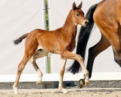 dressage horse Bastian Baptist (Westphalian, 2023, from Bonds)