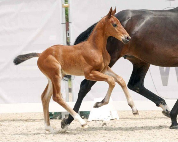 dressage horse Eddie the Eagle (Westphalian, 2023, from Escolar)