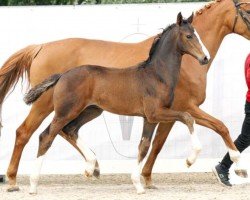 dressage horse Vom Feinsten (Westphalian, 2023, from Valdiviani)